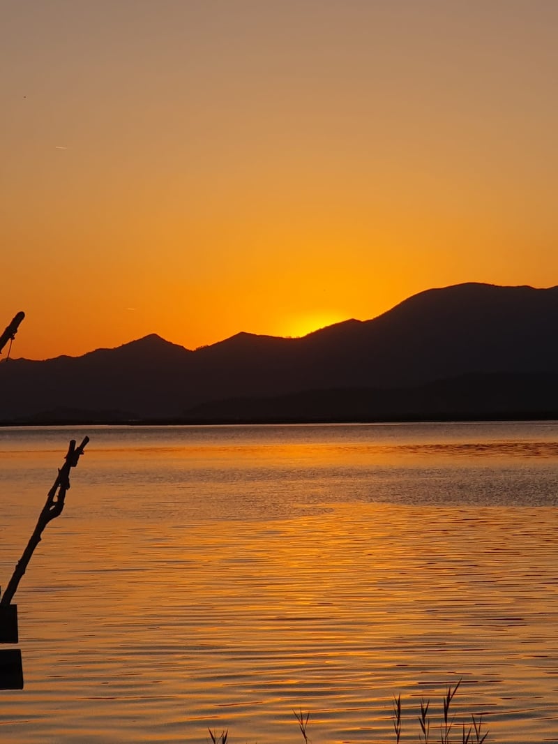 a tree branch in the middle of a lake